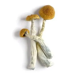 Malabar Coast Mushrooms UK