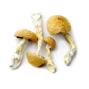African Kobe Mushrooms UK