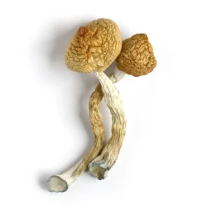 Golden Teacher Mushrooms UK