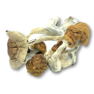 Mexican Mushrooms UK