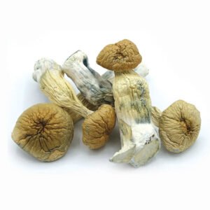 African Aphrodisiac Mushrooms UK