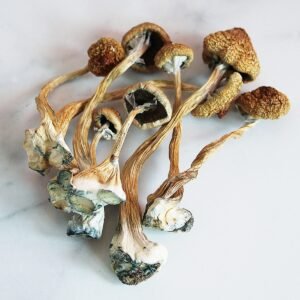 African Transkei Mushrooms UK