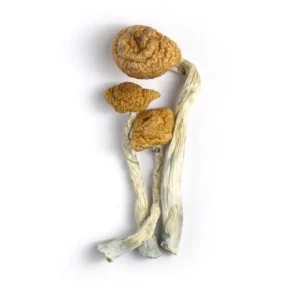 Alacabenzi Mushrooms UK