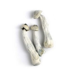 Albino Penis Envy Mushrooms UK