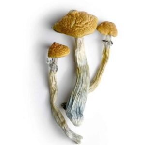 Hillbilly Cubensis Mushrooms UK