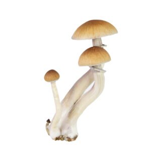 Liberty Caps Mushrooms UK