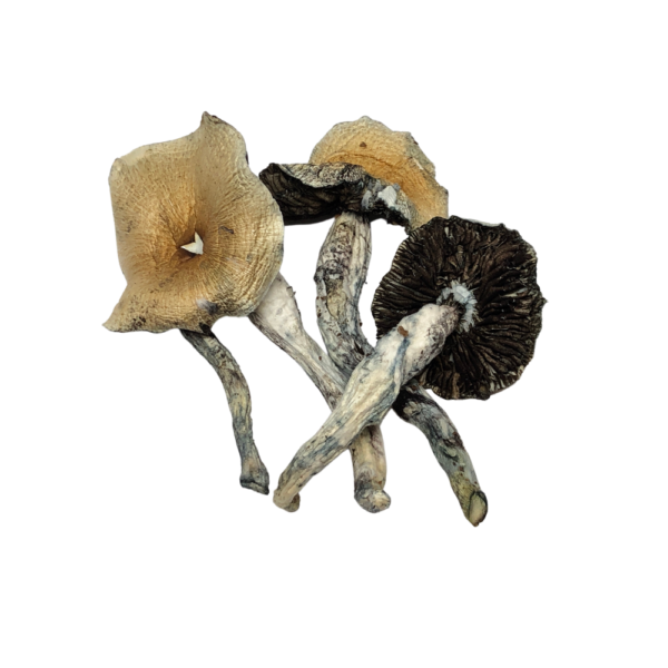 McKennaii Mushrooms