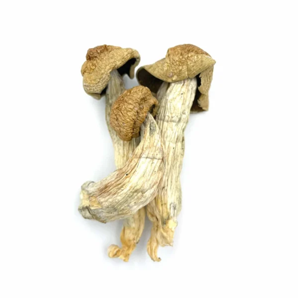 Melmac Mushrooms UK