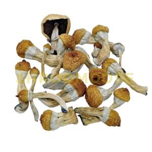 Penis Envy 6 Mushrooms
