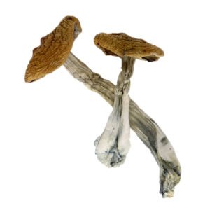 Yeti Mushrooms