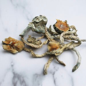 treasure coast mushrooms